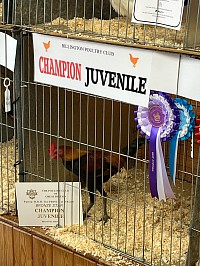 Champion modern game cockerel