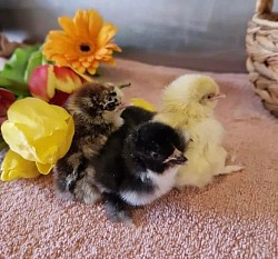 Chicks