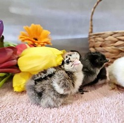 Chicks from our eggs