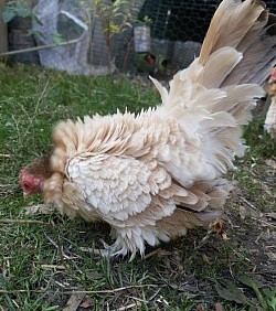 Sarema hen