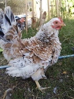 Sarema hen