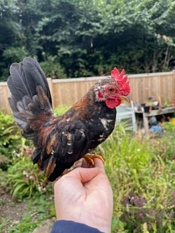 Sarema cockerel